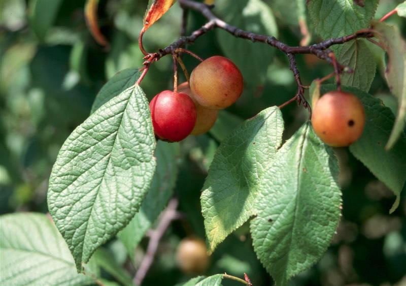 Prunus Americana Prunusamericanafruit